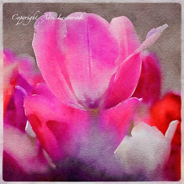 Dutch Tulips ART 27