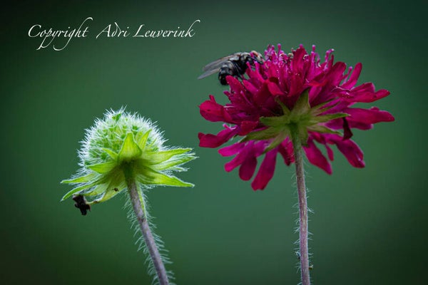 Bloemen Kruidentuin 17