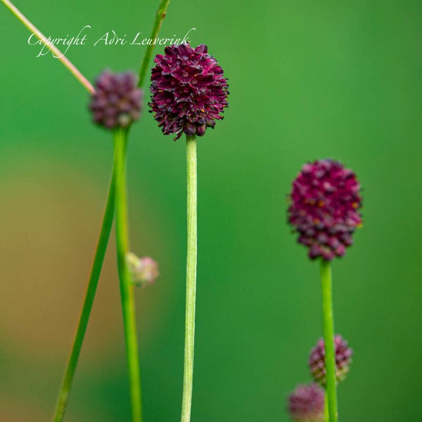 Bloemen Kruidentuin 27
