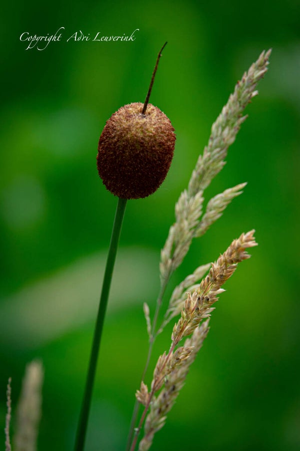 Bloemen Kruidentuin 32