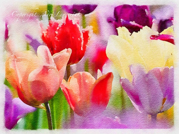 AQUAREL Dutch Tulips 25
