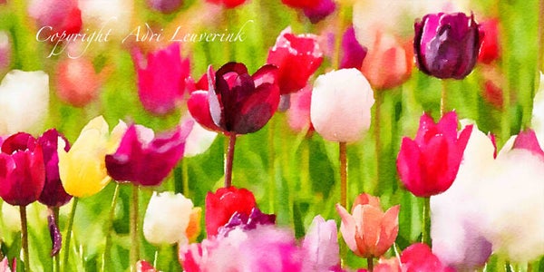 AQUAREL Dutch Tulips 30