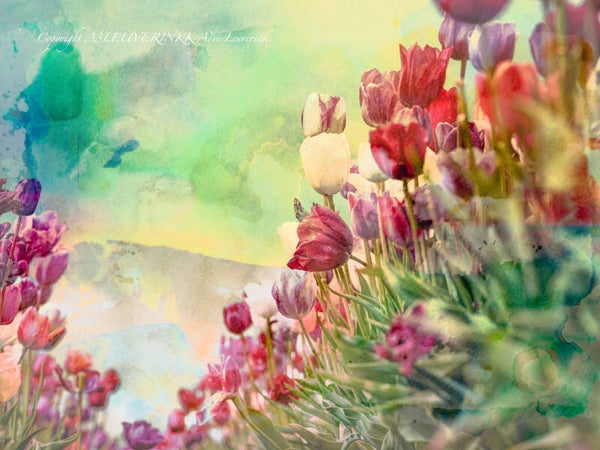 AQUAREL Dutch Tulips 33