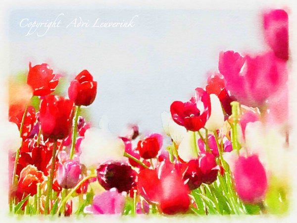 Dutch Tulips ART 52
