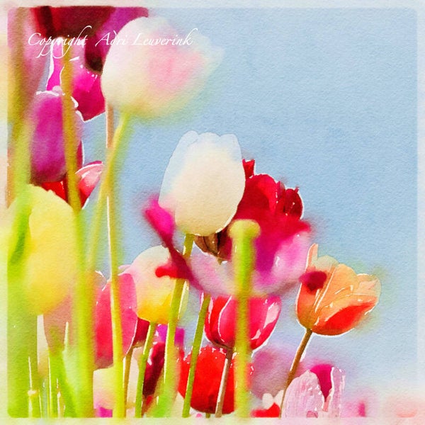 Dutch Tulips ART 55