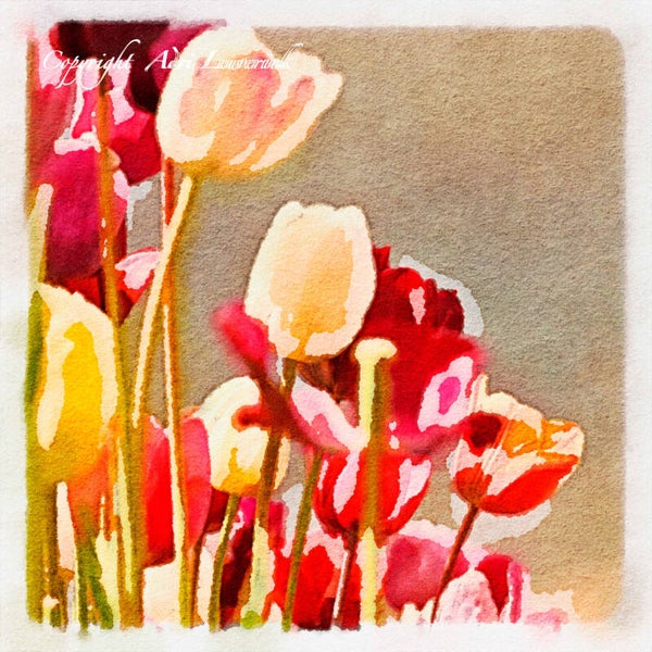 Dutch Tulips ART 54
