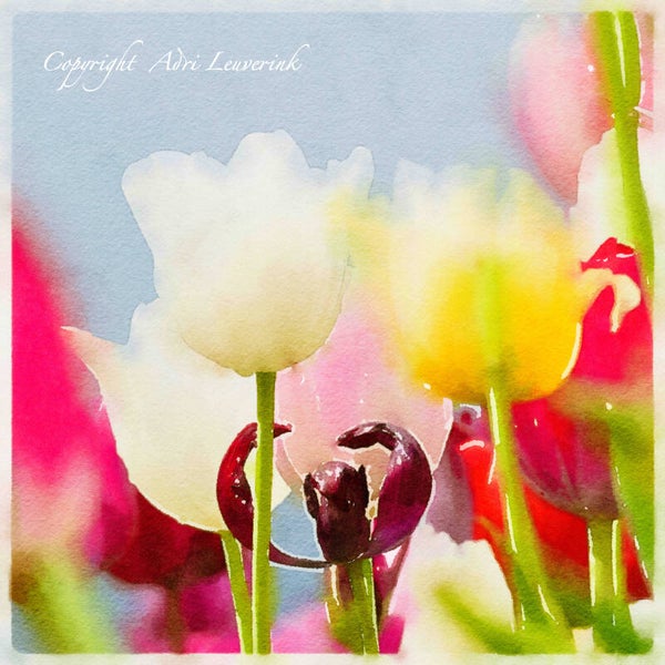 Dutch Tulips ART 56
