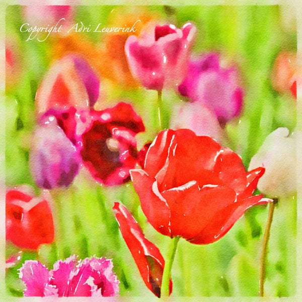 Dutch Tulips ART 68