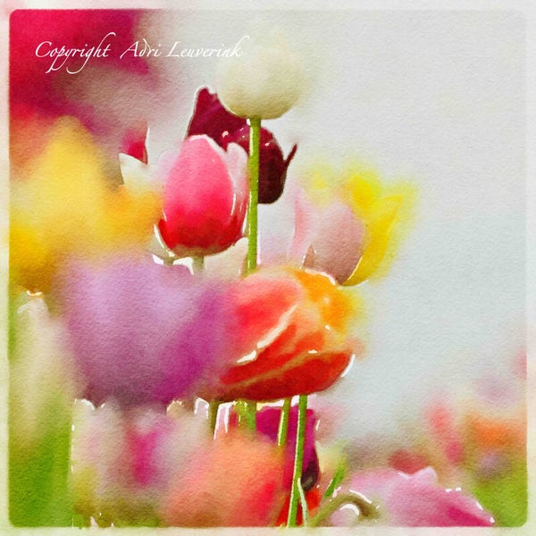 Dutch Tulips ART 70