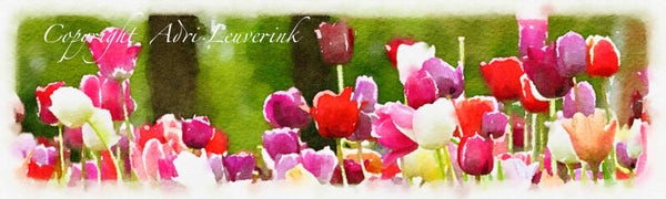 AQUAREL Dutch Tulips 37