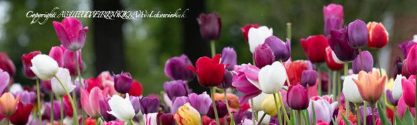 Dutch Tulips ART 82