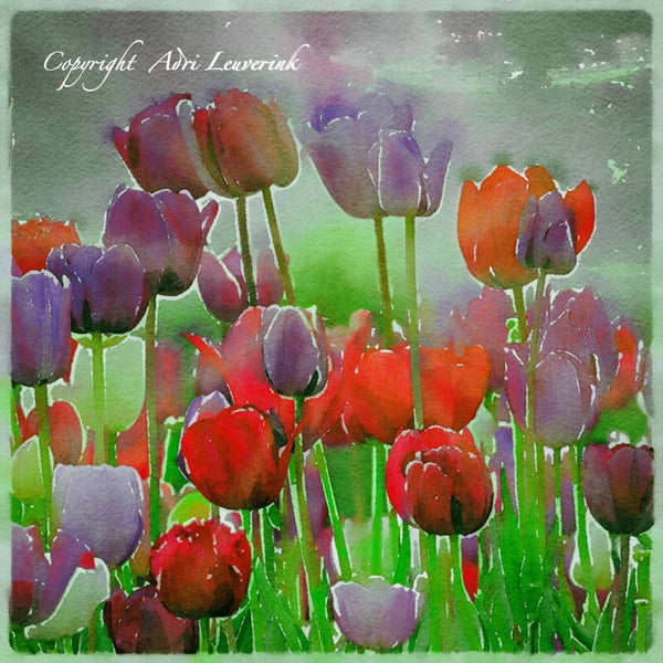 Dutch Tulips ART 85