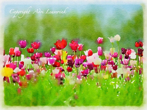 Dutch Tulips ART 91