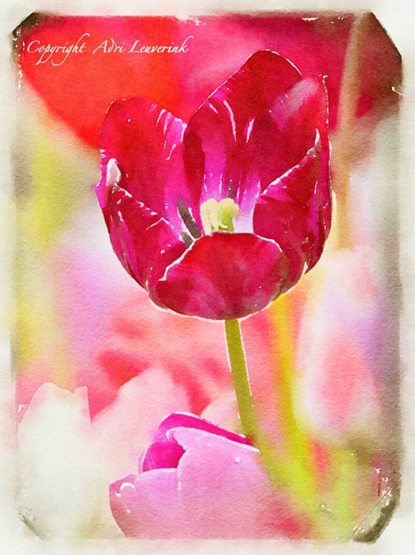 Dutch Tulips ART 94