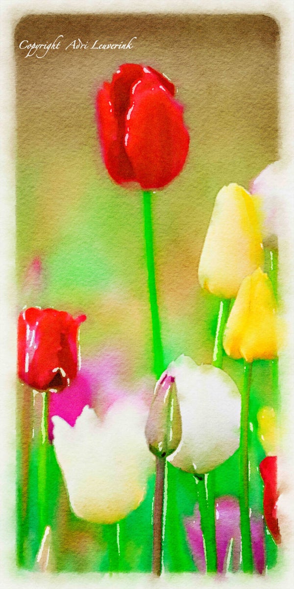 Dutch Tulips ART 99