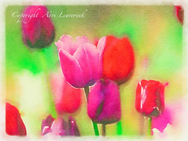 AQUAREL Dutch Tulips 39