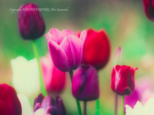 AQUAREL Dutch Tulips 40