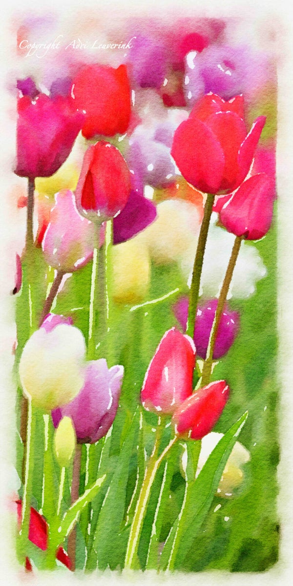 Dutch Tulips ART 105