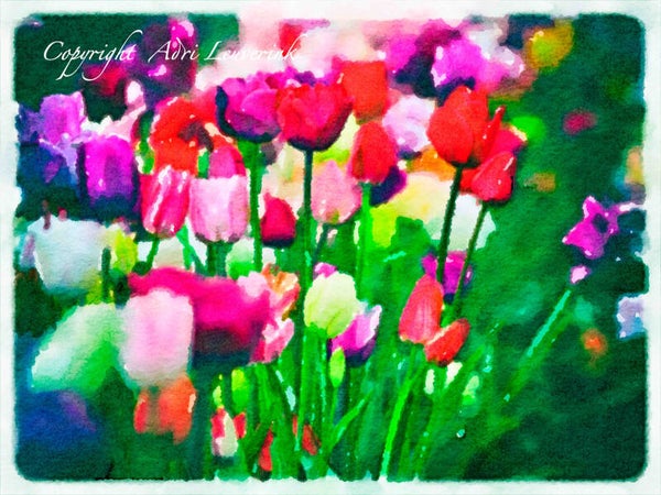 Dutch Tulips ART 107