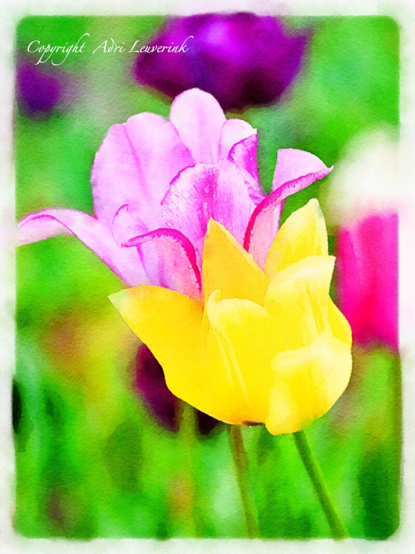 Dutch Tulips ART 112