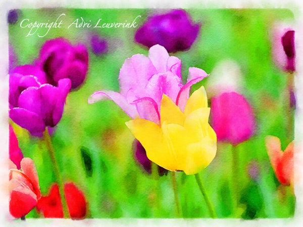 Dutch Tulips ART 113
