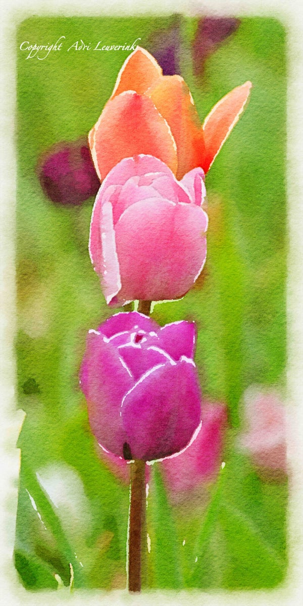 Dutch Tulips ART 114