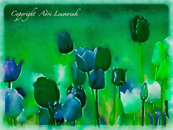Dutch Tulips ART 36