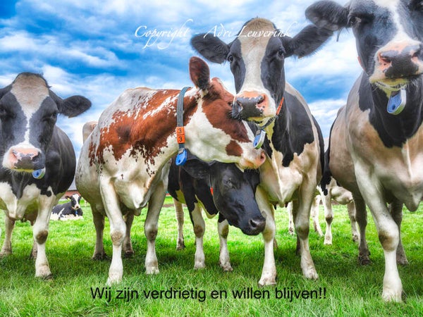 Magneet foto display 20