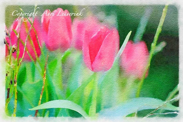 Dutch Tulips ART 120