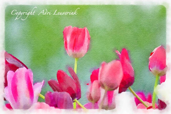 Dutch Tulips ART 121