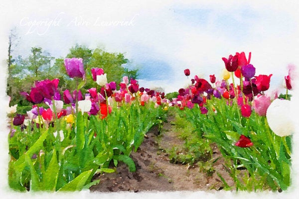 Dutch Tulips ART 122