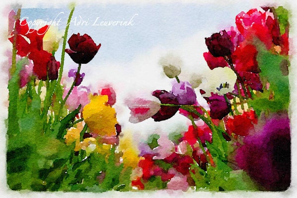 Dutch Tulips ART 123