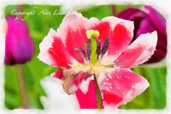 Dutch Tulips ART 129
