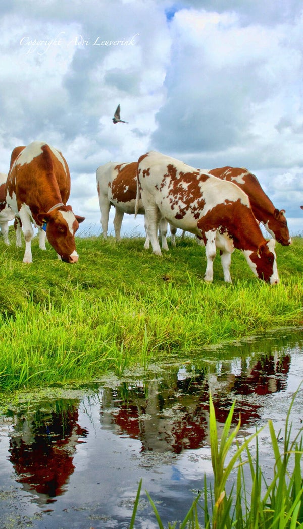 Koeien Kleur 147