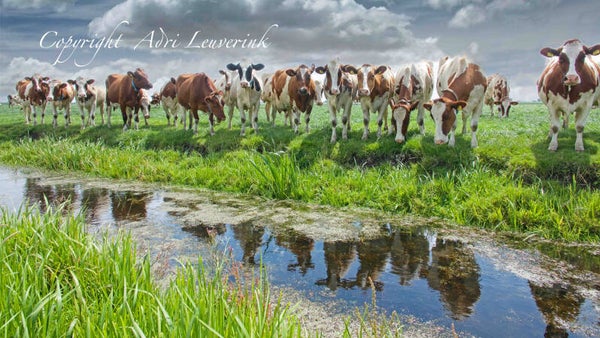 Koeien Kleur 47