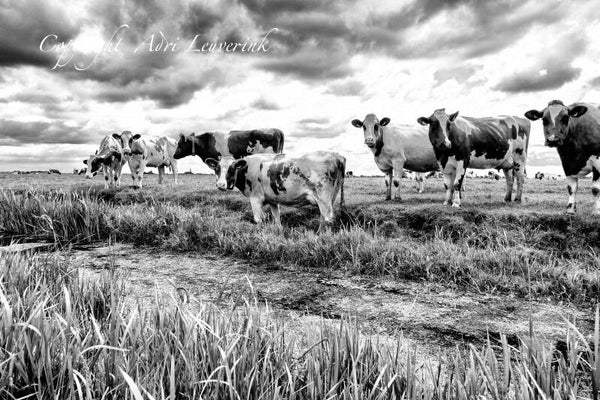 Koeien Z/W 65