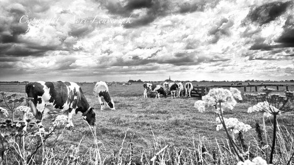Koeien Z/W 64