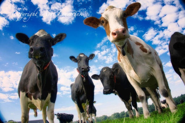 Koeien Kleur 224
