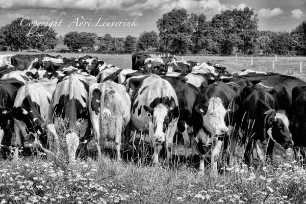 Koeien Z/W 69
