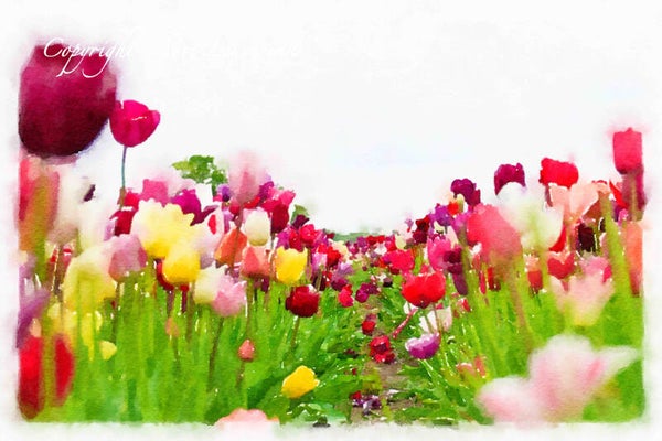 Dutch Tulips ART 177