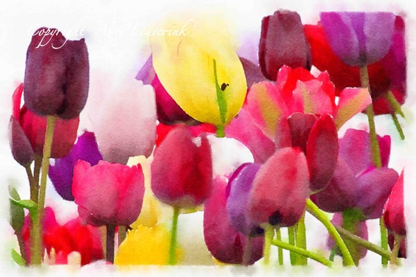 Dutch Tulips ART 180
