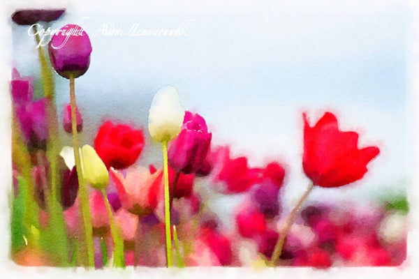 Dutch Tulips ART 181