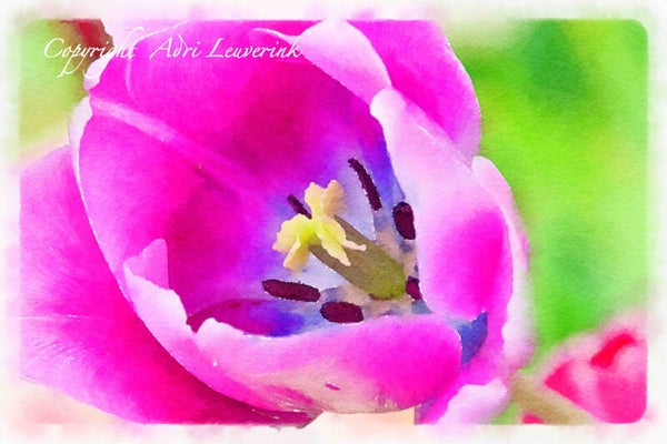 Dutch Tulips ART 183