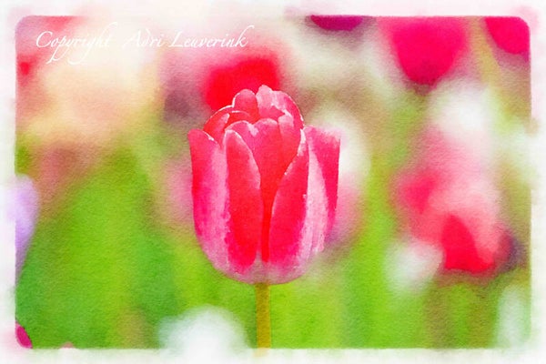 Dutch Tulips ART 188