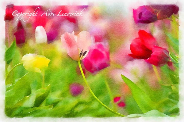 Dutch Tulips ART 187