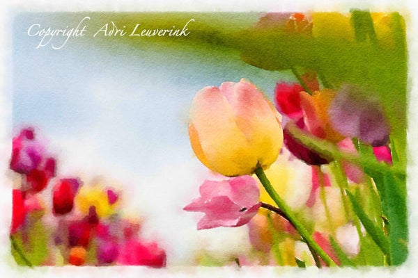 Dutch Tulips ART 190