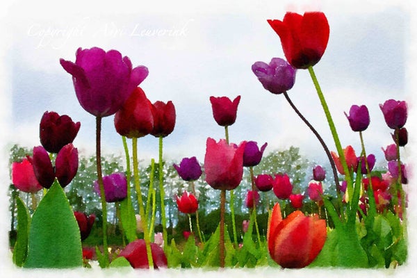 Dutch Tulips ART 191