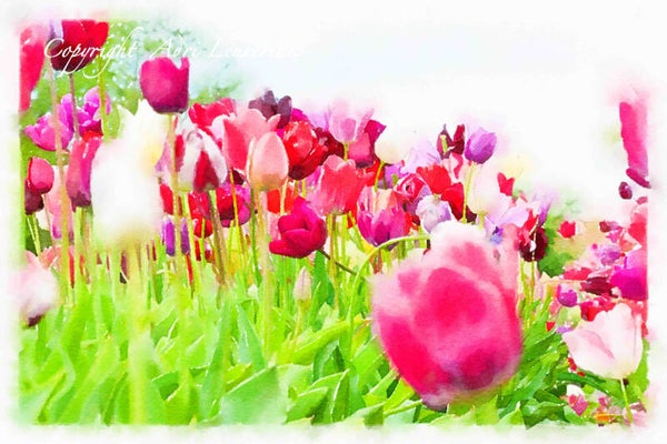 Dutch Tulips ART 192