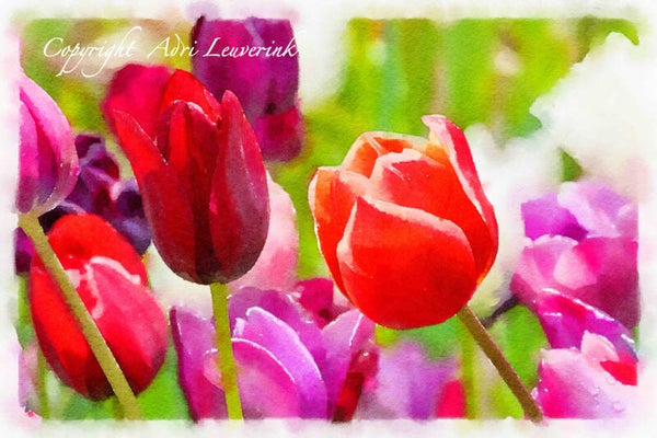Dutch Tulips ART 193
