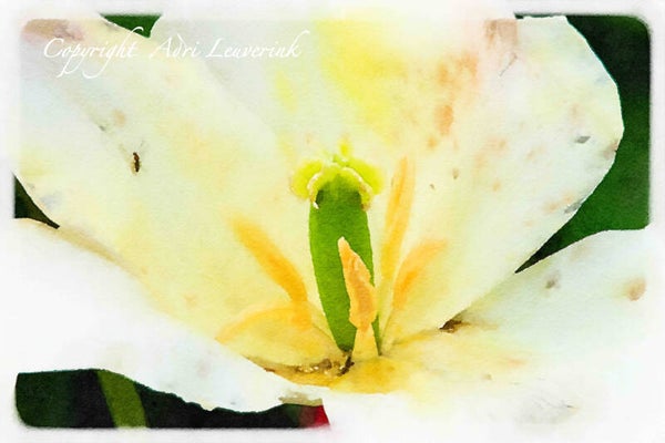 Dutch Tulips ART 194